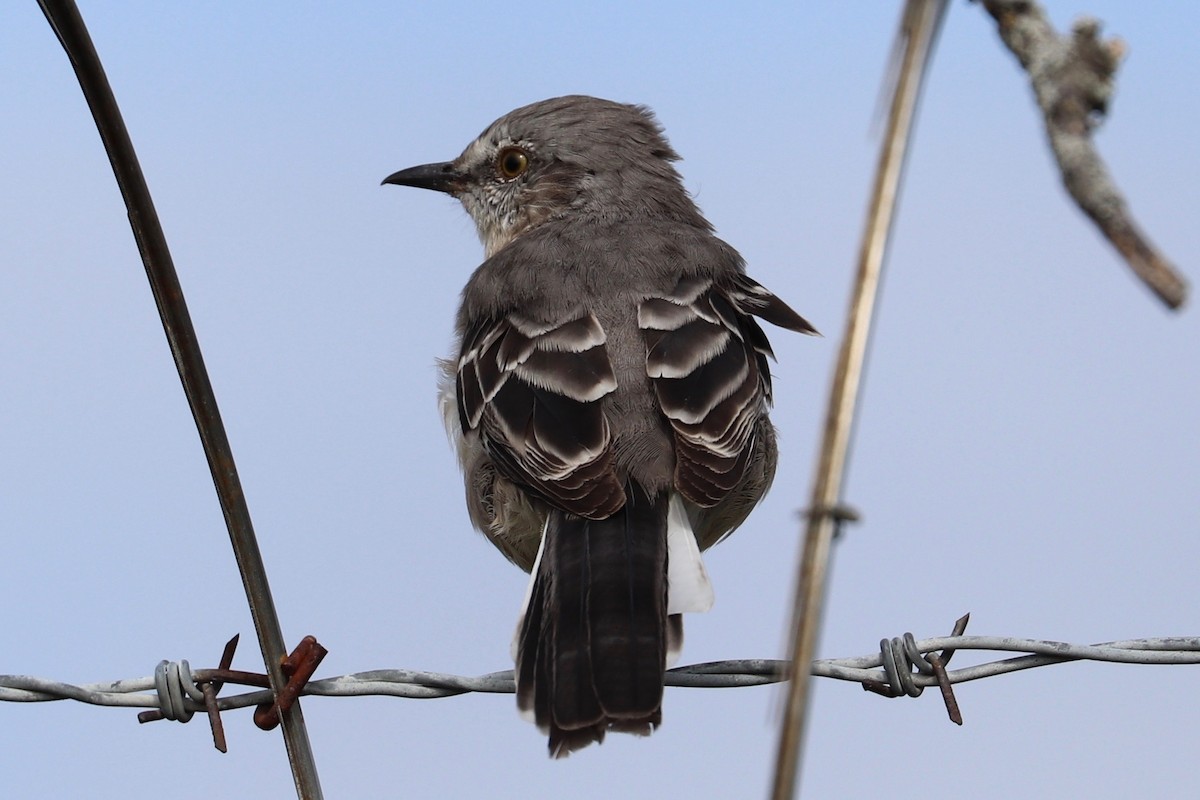 Northern Mockingbird - ML624054808