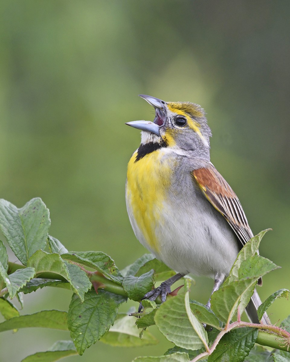 Dickcissel - ML62405481