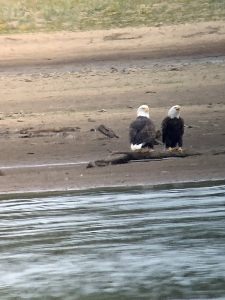 Bald Eagle - ML624054812