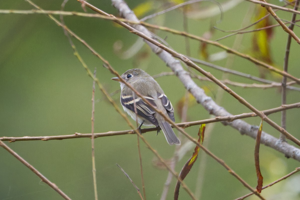 Least Flycatcher - ML624054814