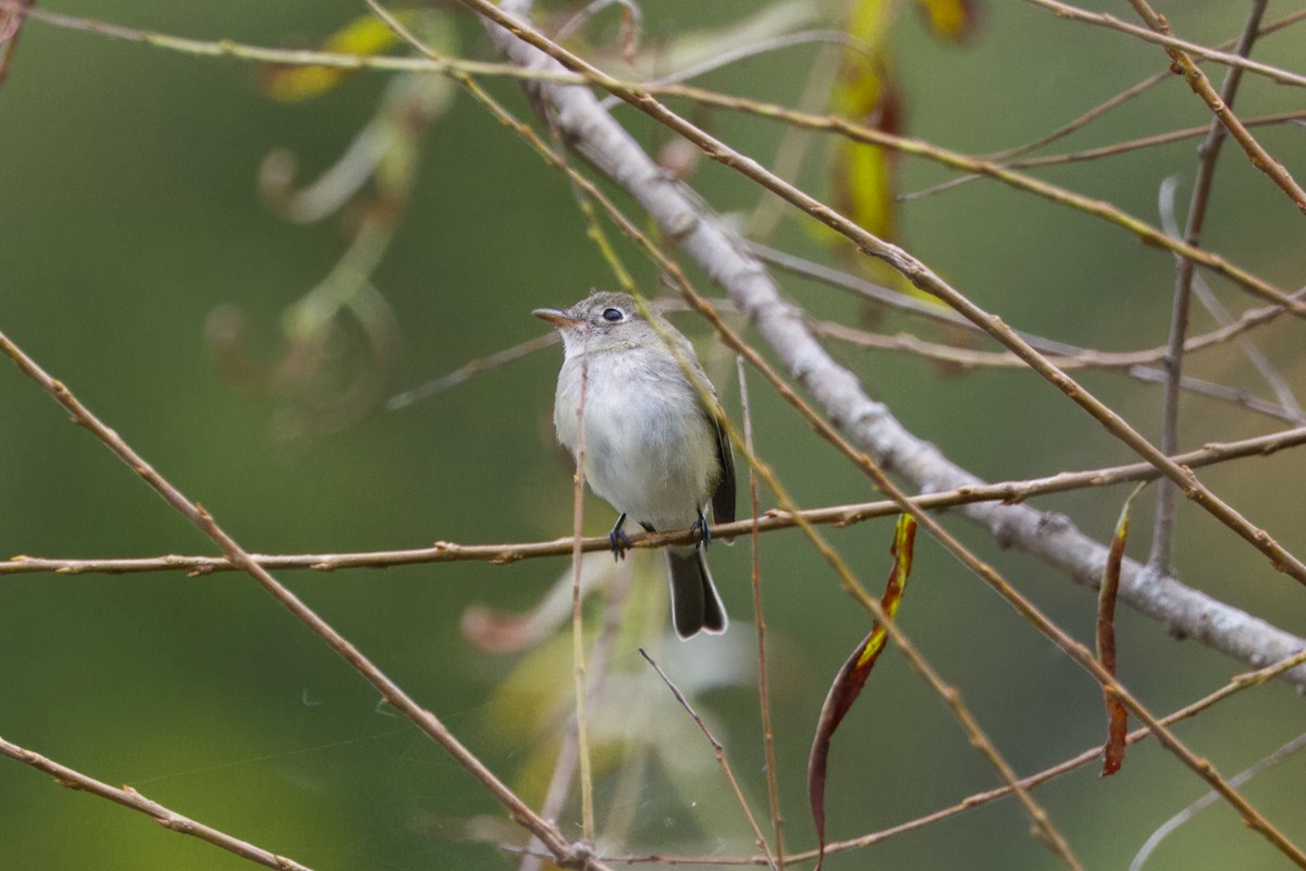 Least Flycatcher - ML624054815