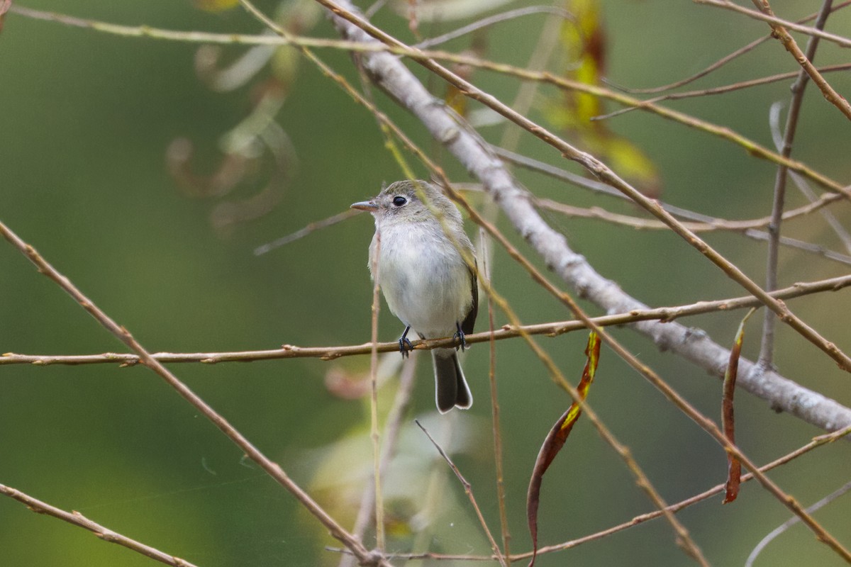 Least Flycatcher - ML624054816