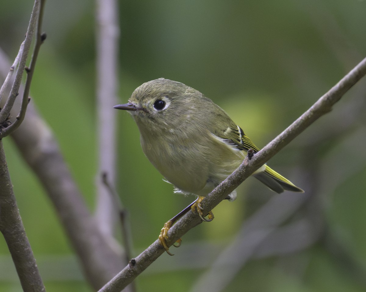 Ruby-crowned Kinglet - ML624054853
