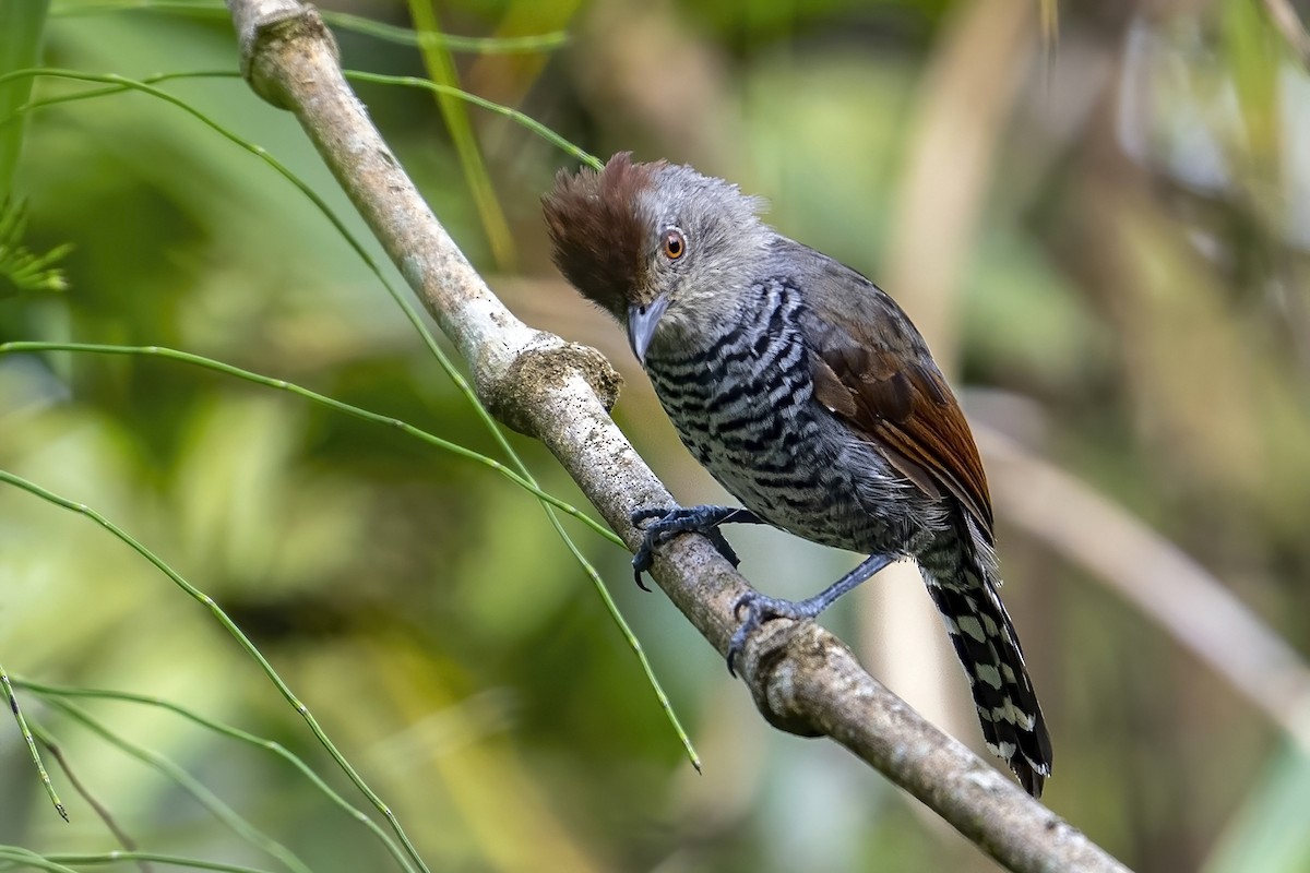 Rufous-capped Antshrike (Northern) - ML624054858