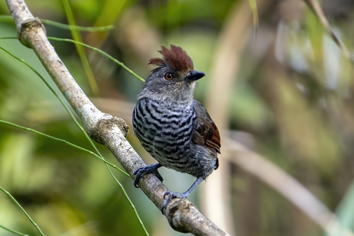 Rufous-capped Antshrike (Northern) - ML624054860