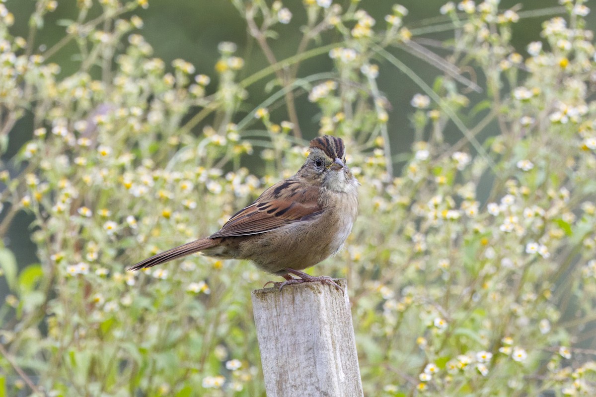 Swamp Sparrow - ML624054870