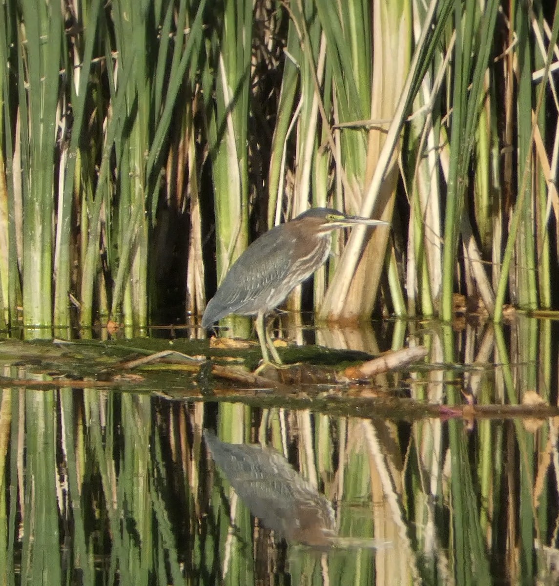 Green Heron - ML624054878