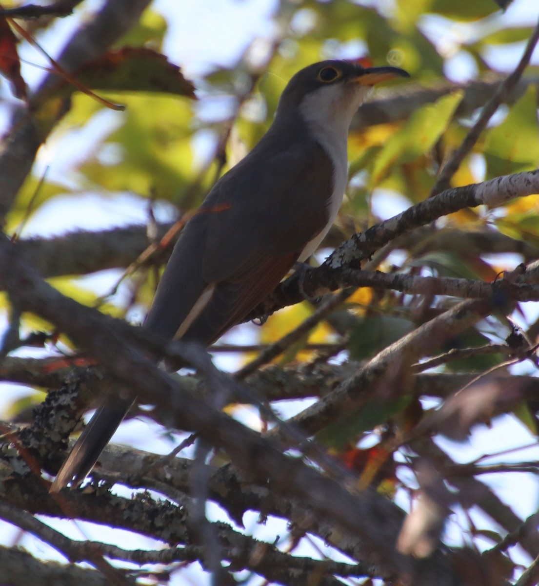 Yellow-billed Cuckoo - ML624054895
