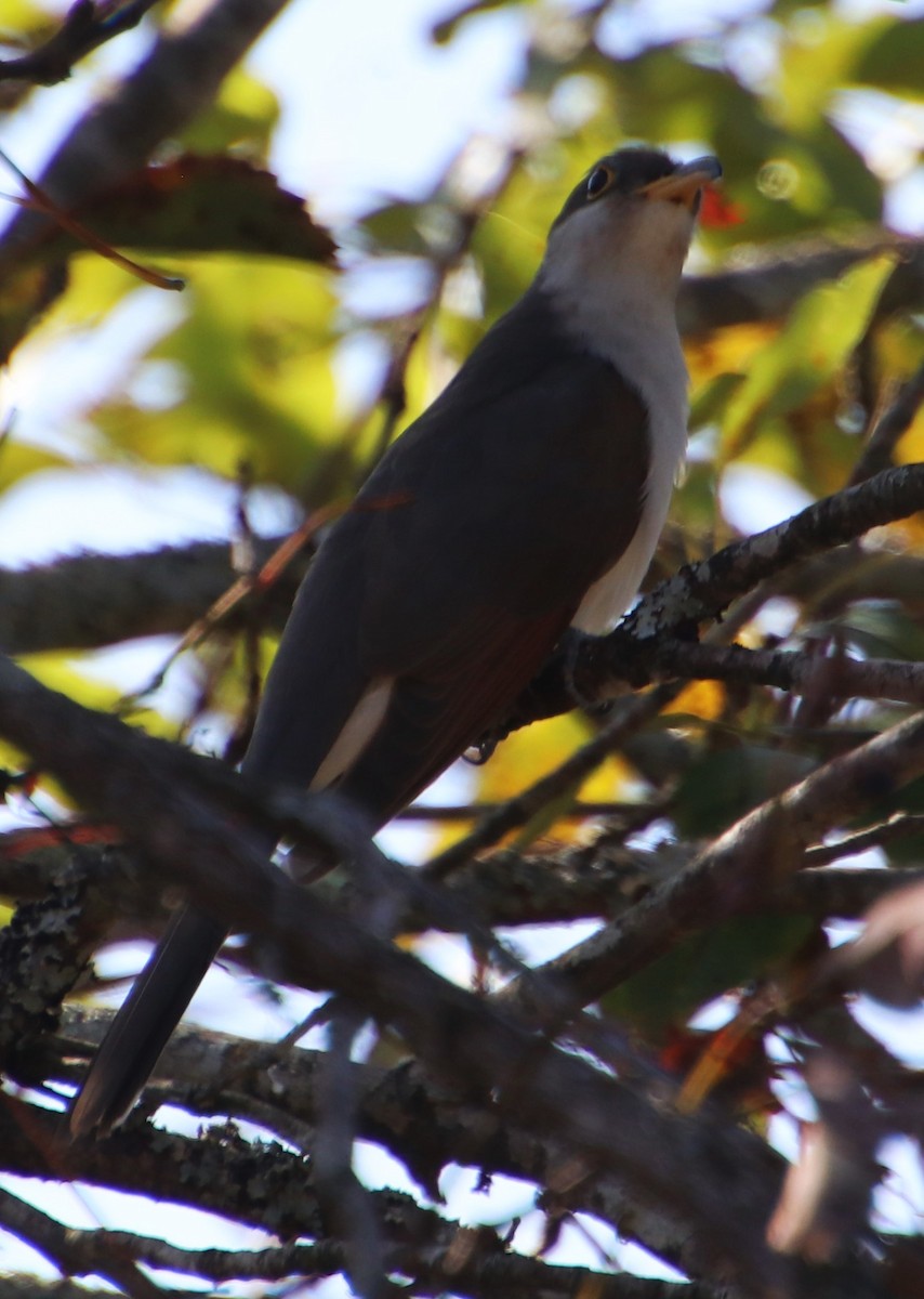 Yellow-billed Cuckoo - ML624054896
