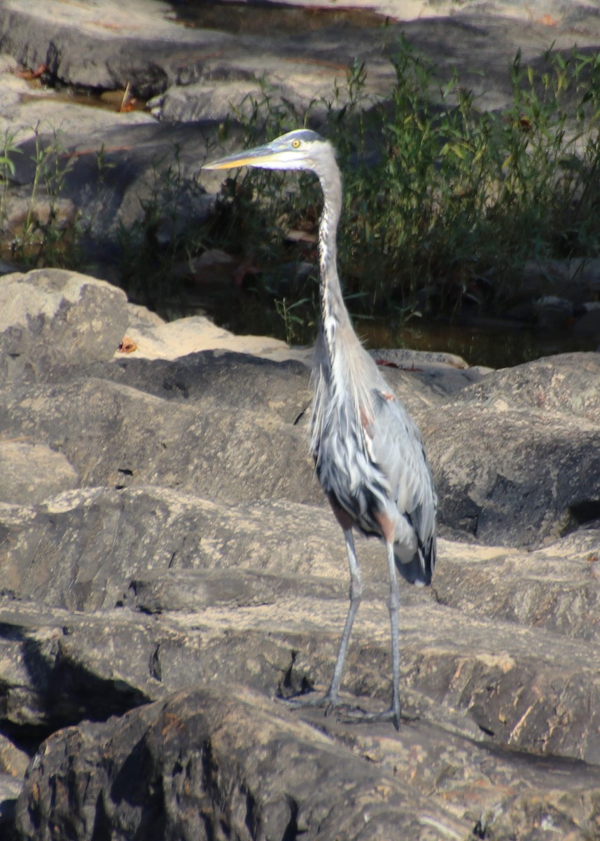 Great Blue Heron - ML624054903