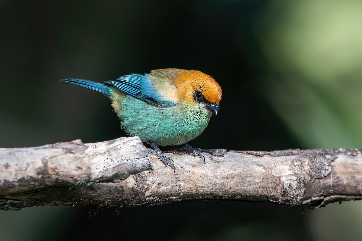 Chestnut-backed Tanager - ML624054907