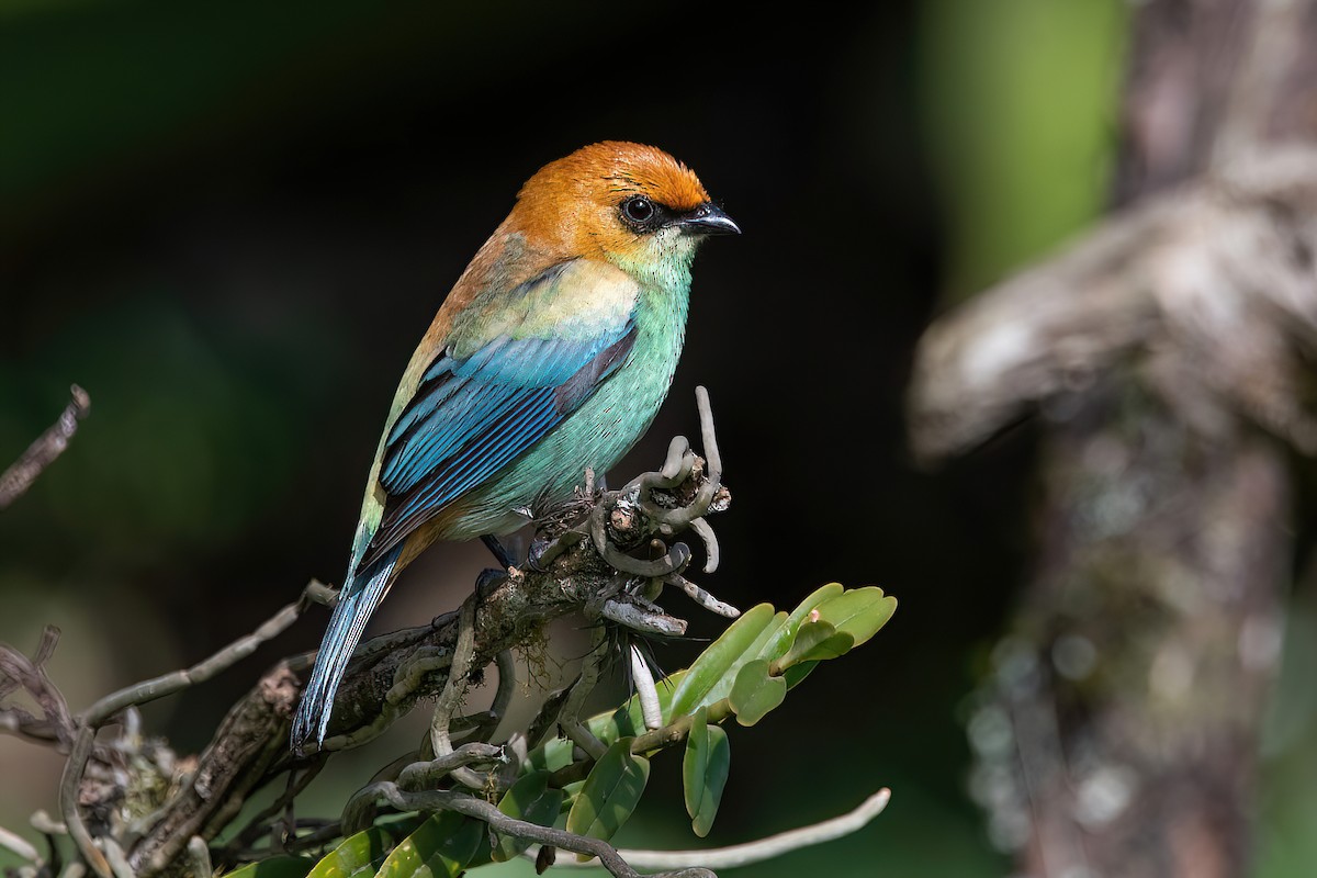 Chestnut-backed Tanager - ML624054908