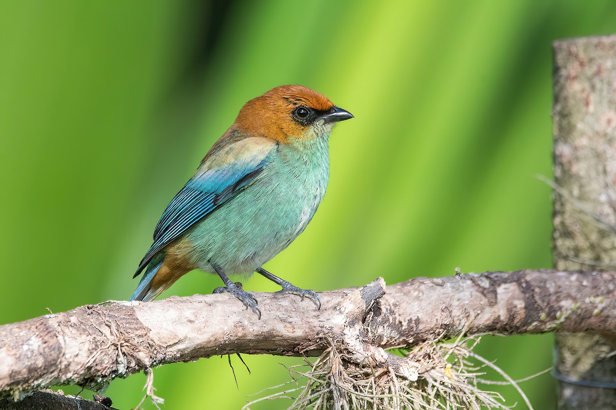 Chestnut-backed Tanager - ML624054909