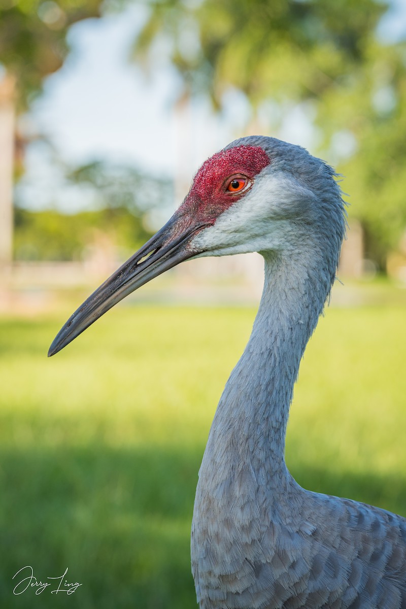 Grulla Canadiense - ML624054924