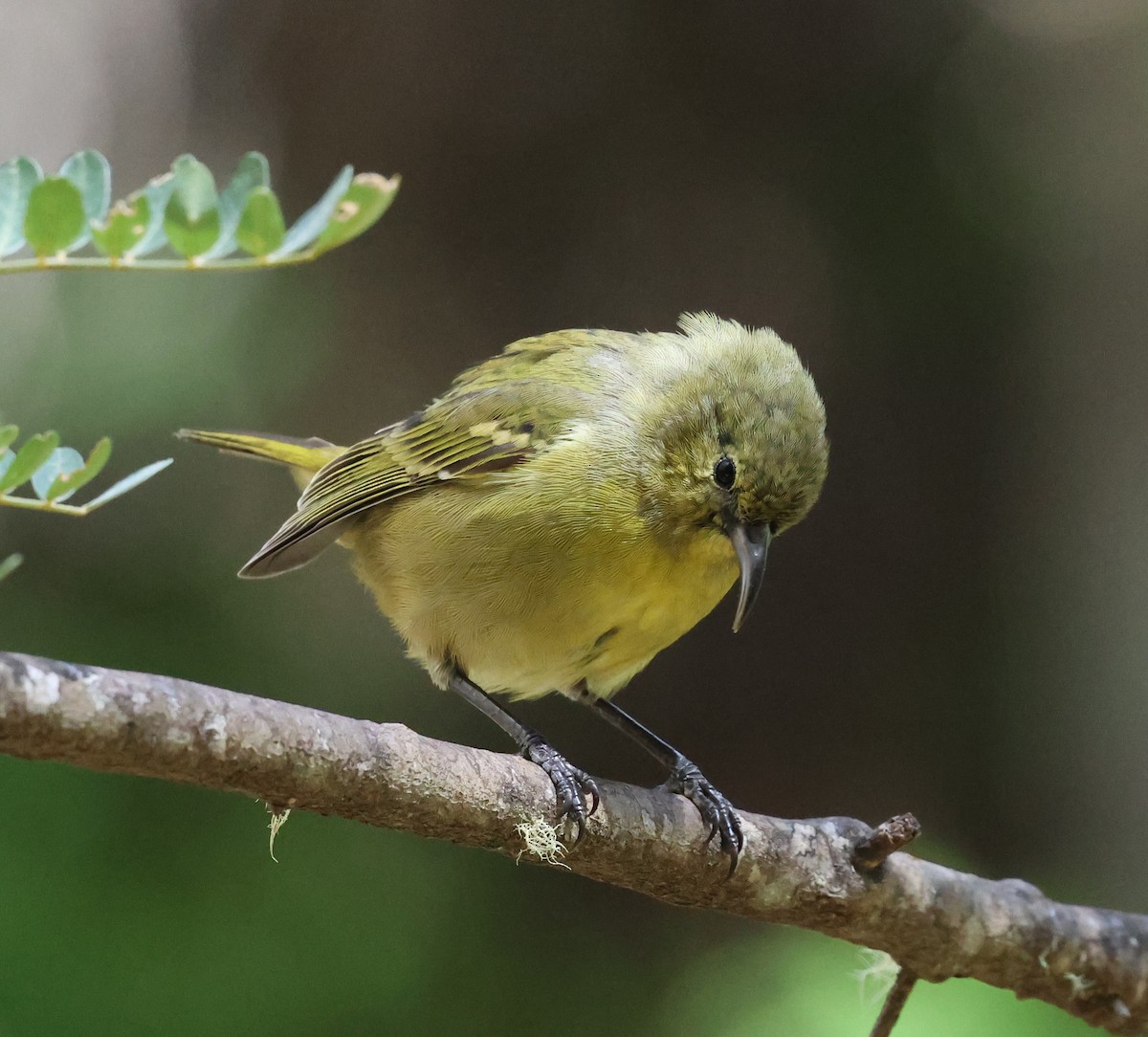 Amakihi de Hawai (wilsoni) - ML624054948