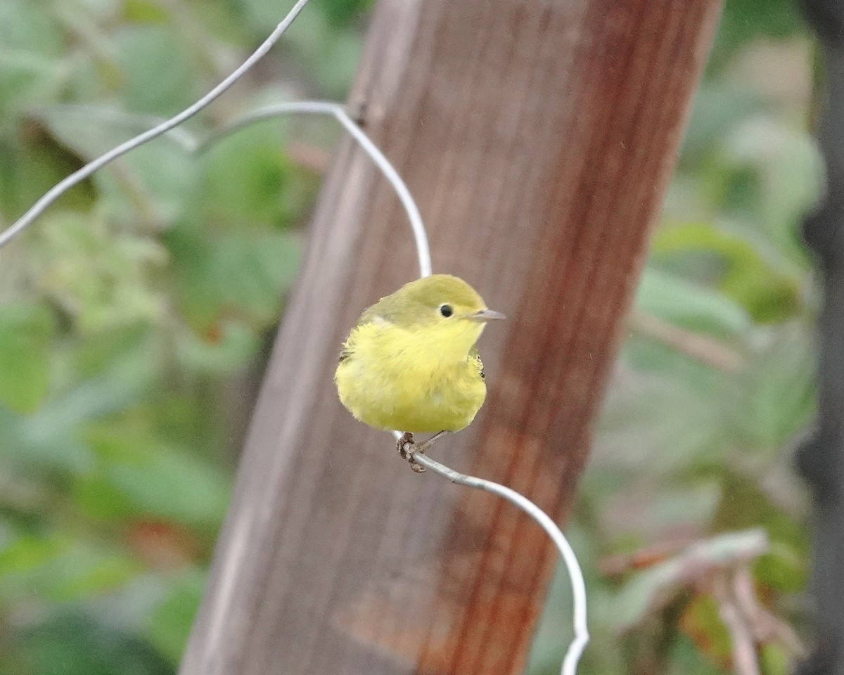 Yellow Warbler - ML624054977