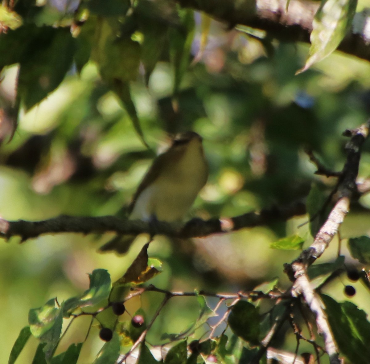 Red-eyed Vireo - ML624054985