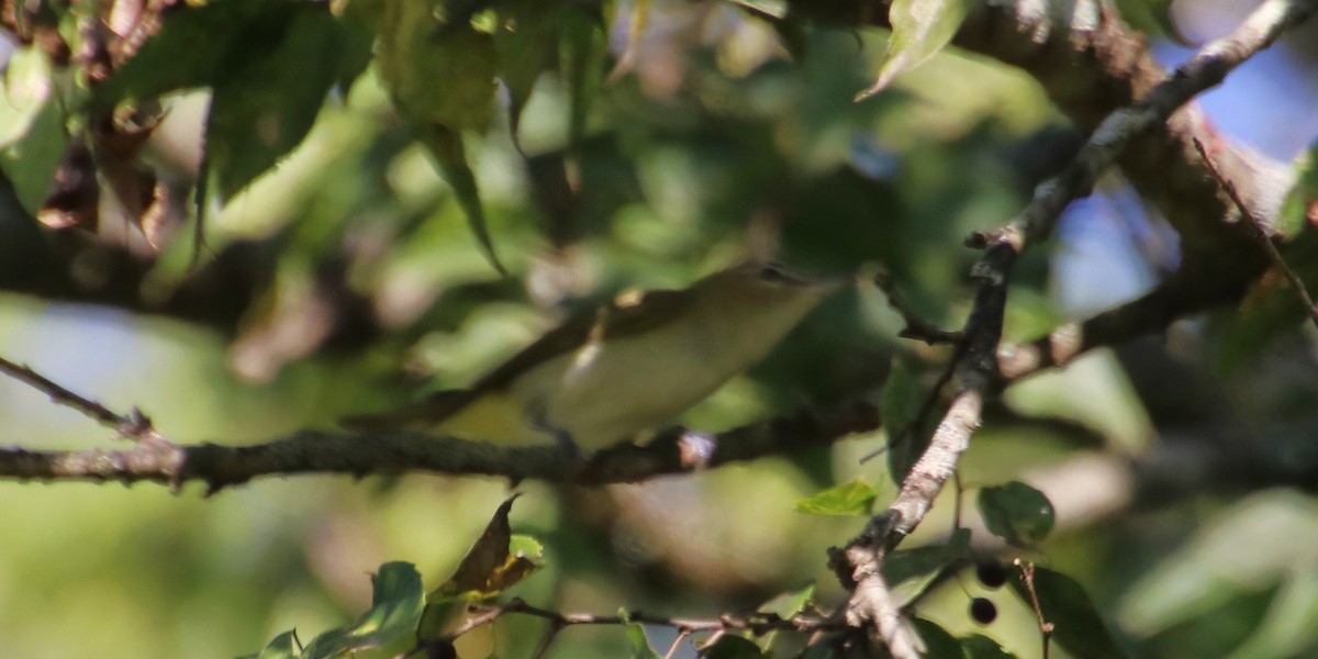 Red-eyed Vireo - ML624054986