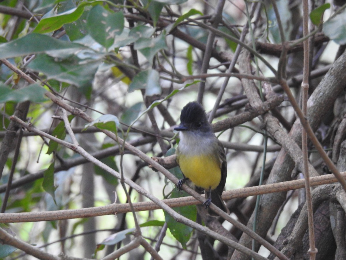 Dusky-capped Flycatcher - ML624054987