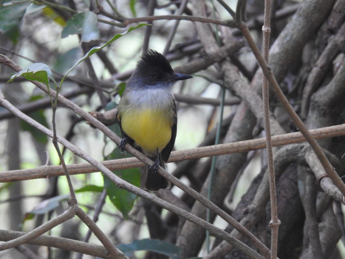 Dusky-capped Flycatcher - ML624054988