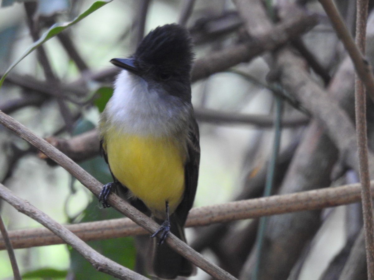 Dusky-capped Flycatcher - ML624054989