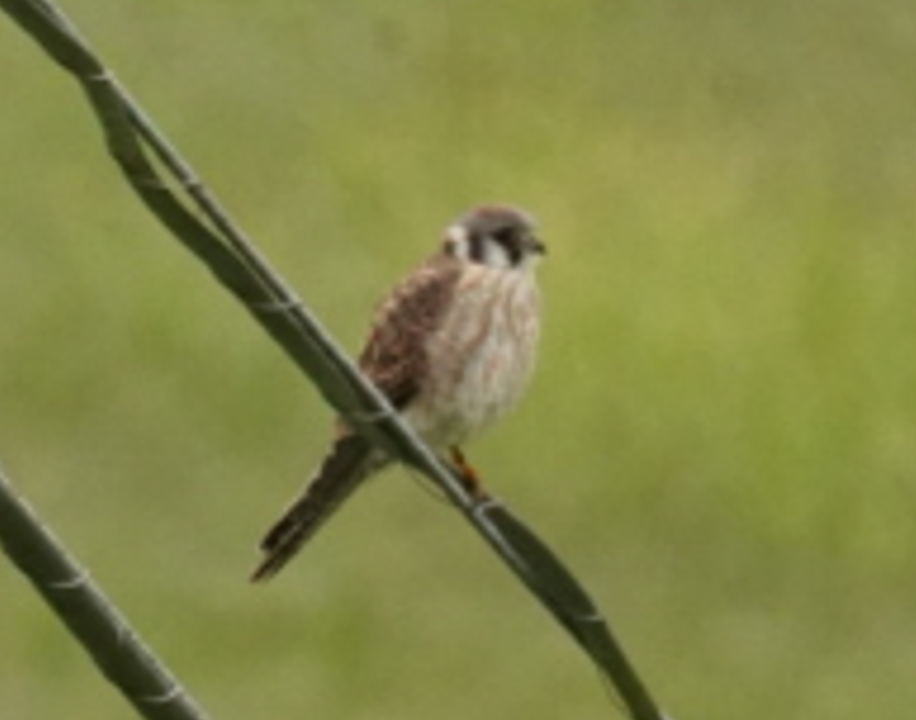 American Kestrel - ML624054991