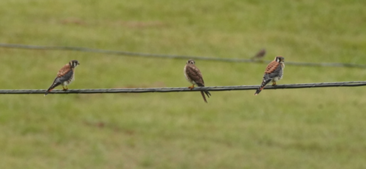 American Kestrel - ML624054992