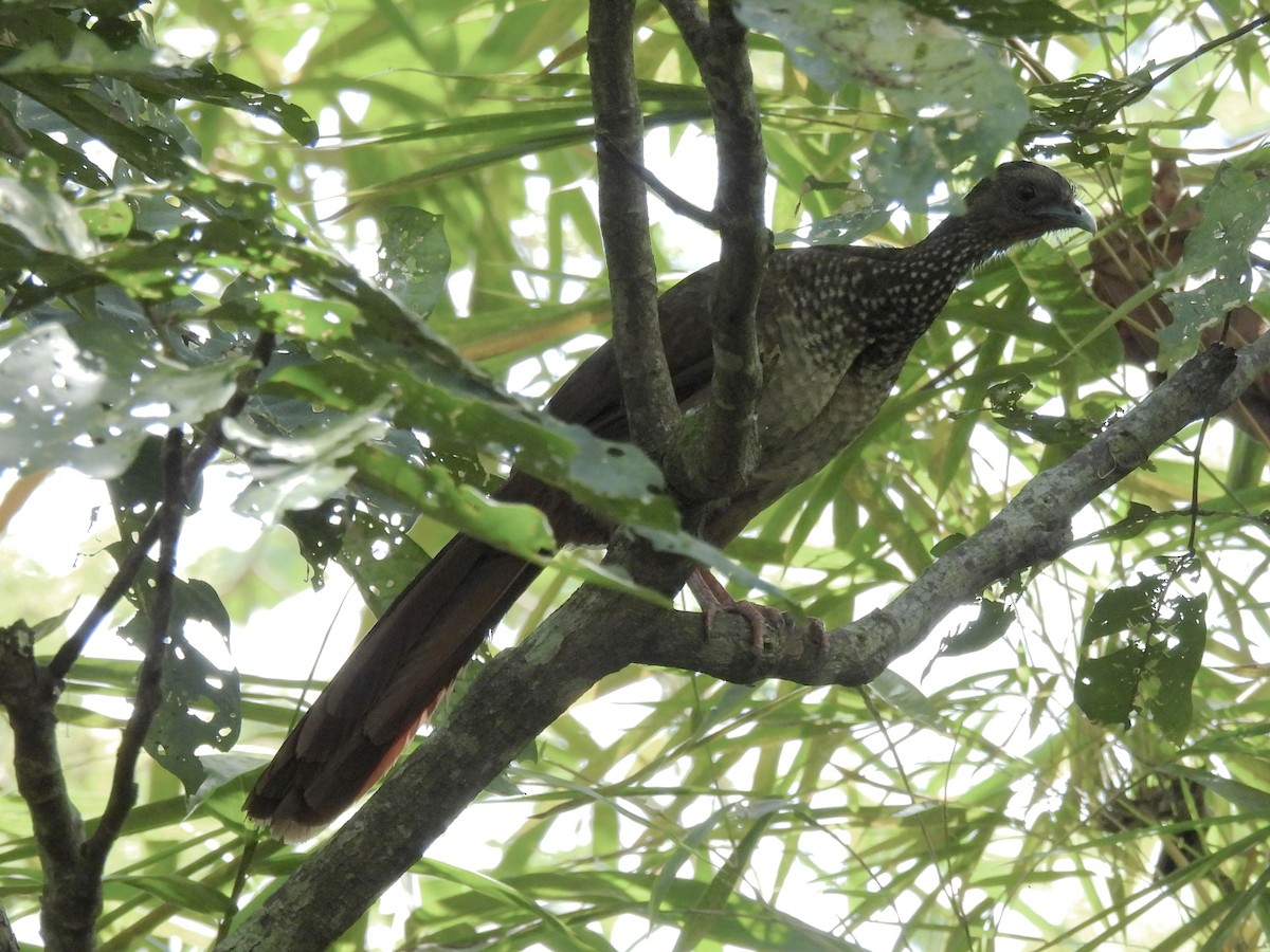 Chachalaca Moteada - ML624054994