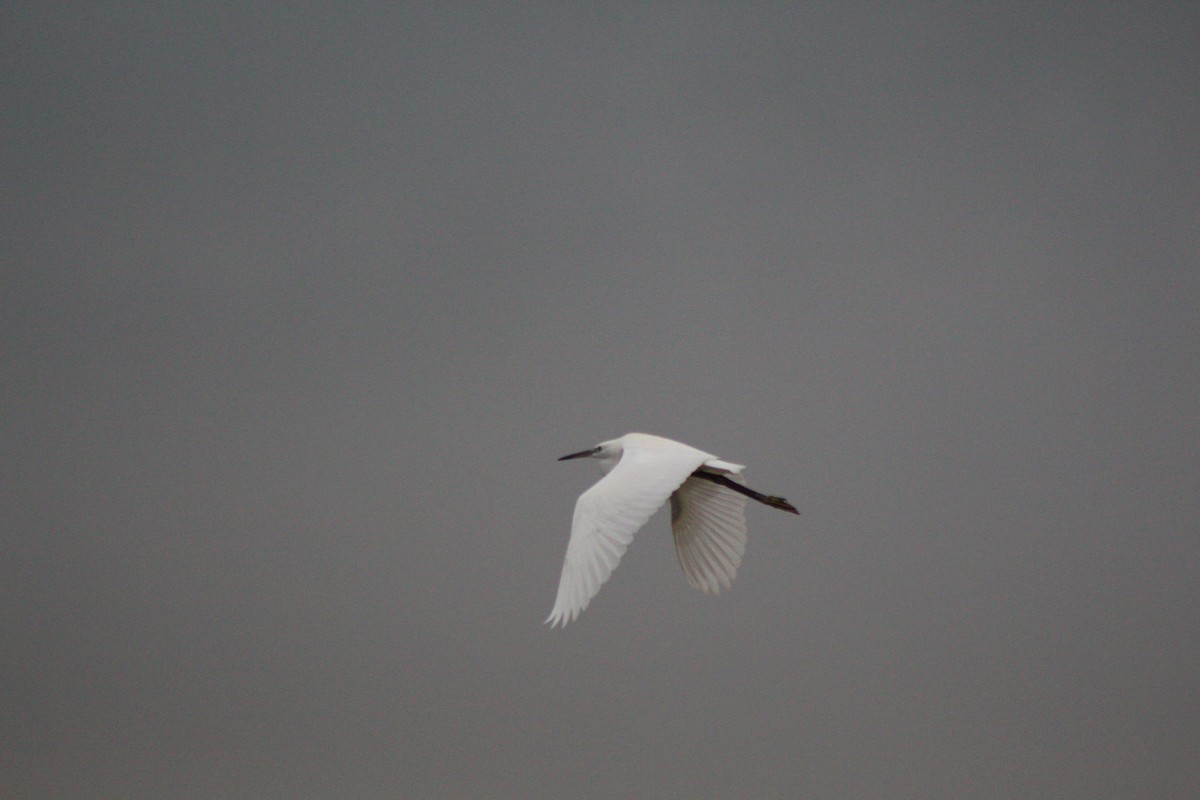 Little Egret - ML624055021