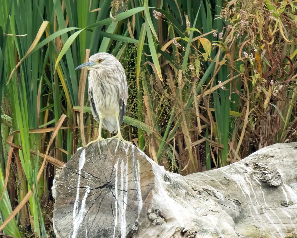 Black-crowned Night Heron - ML624055023