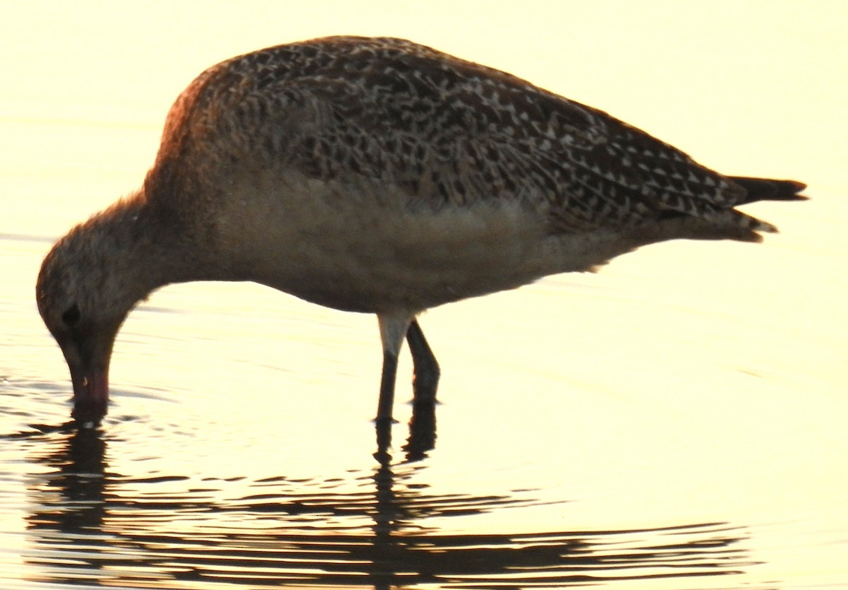 Marbled Godwit - ML624055031