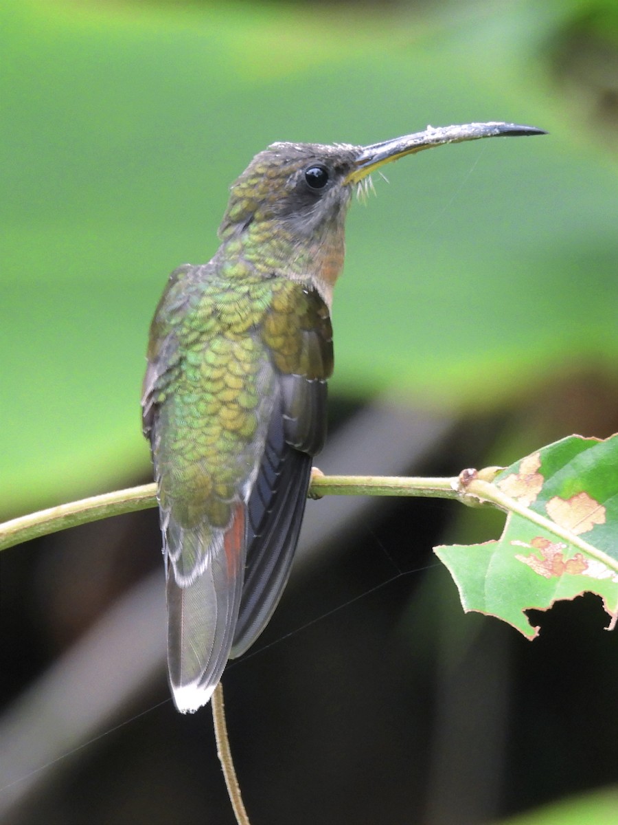 Rufous-breasted Hermit - ML624055035