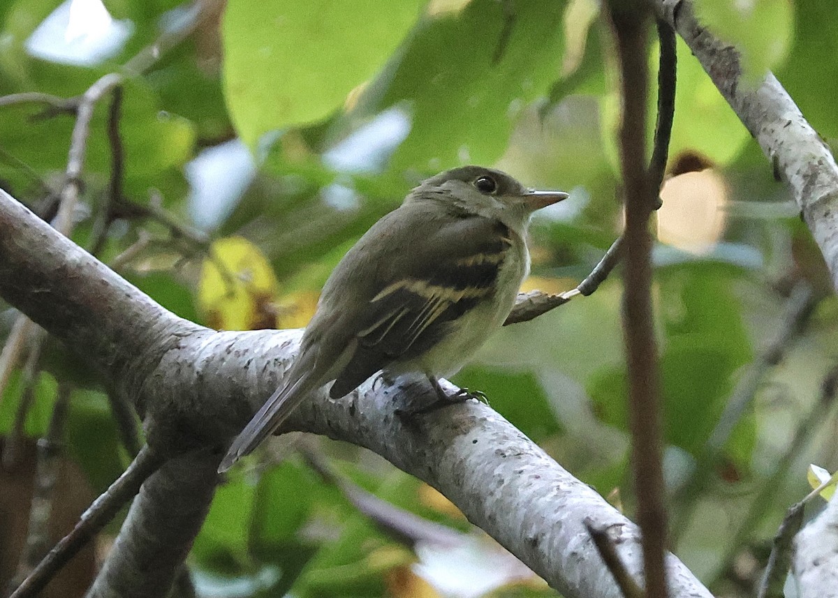 Acadian Flycatcher - ML624055036