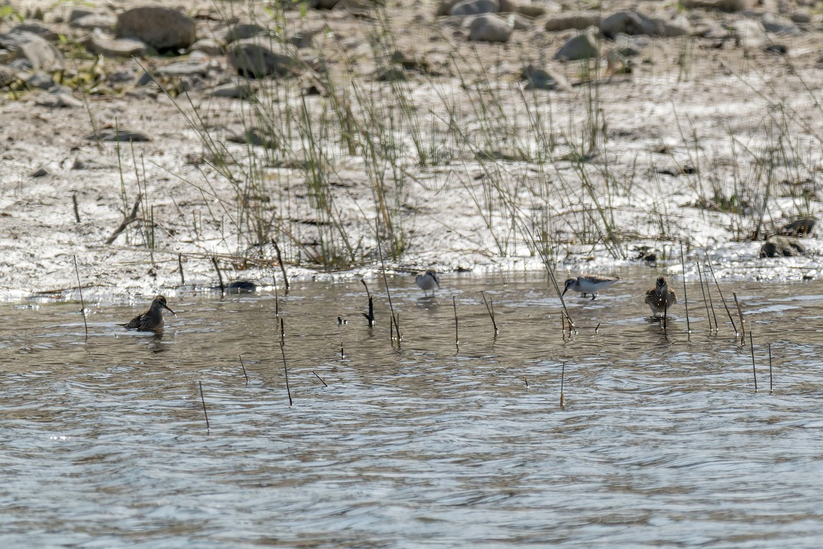 Pectoral Sandpiper - ML624055045