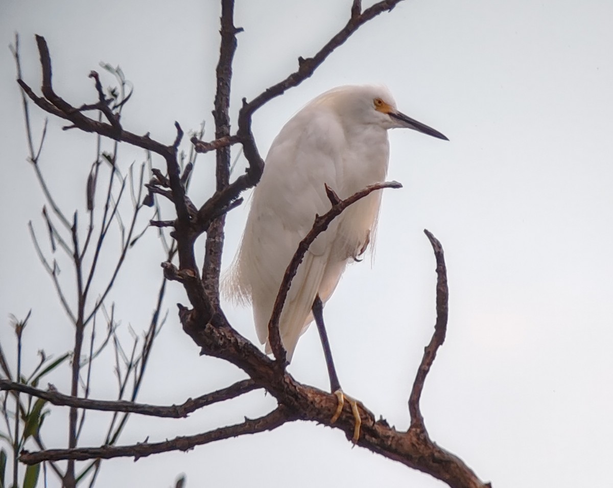 Snowy Egret - ML624055052