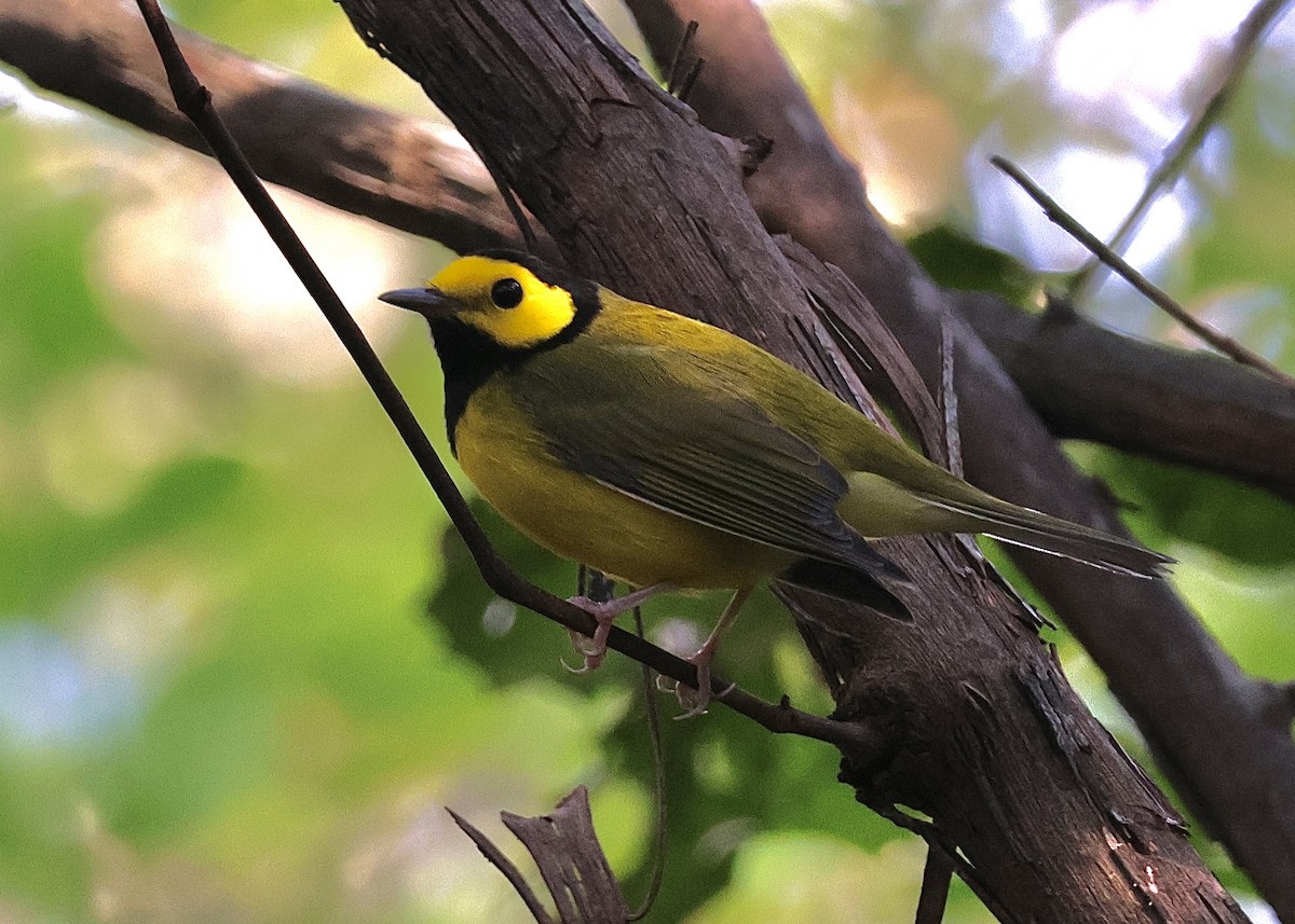 Hooded Warbler - ML624055066