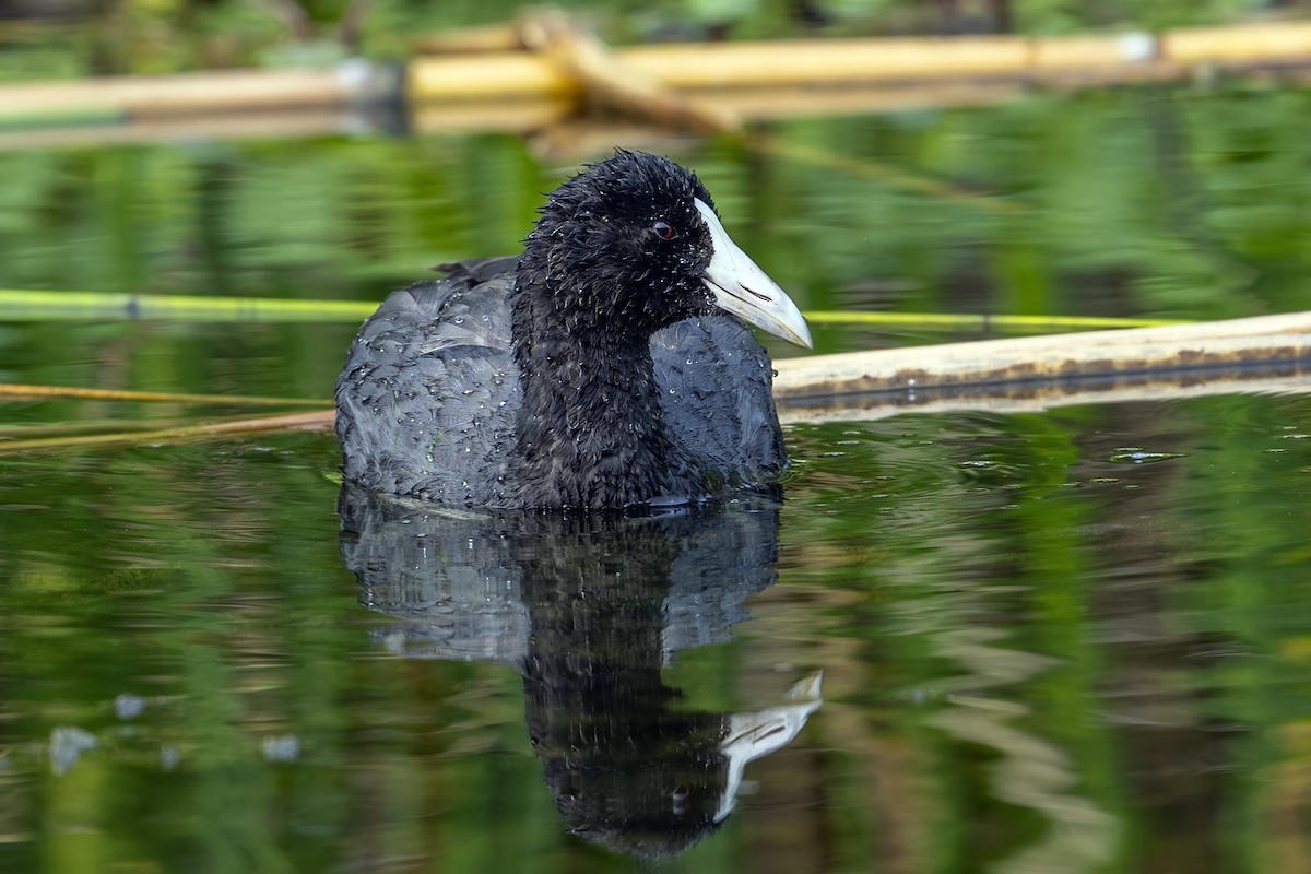 Slate-colored Coot - ML624055079