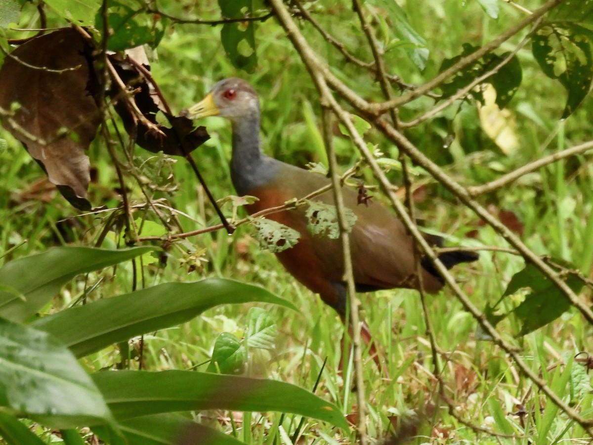 Gray-cowled Wood-Rail - ML624055082