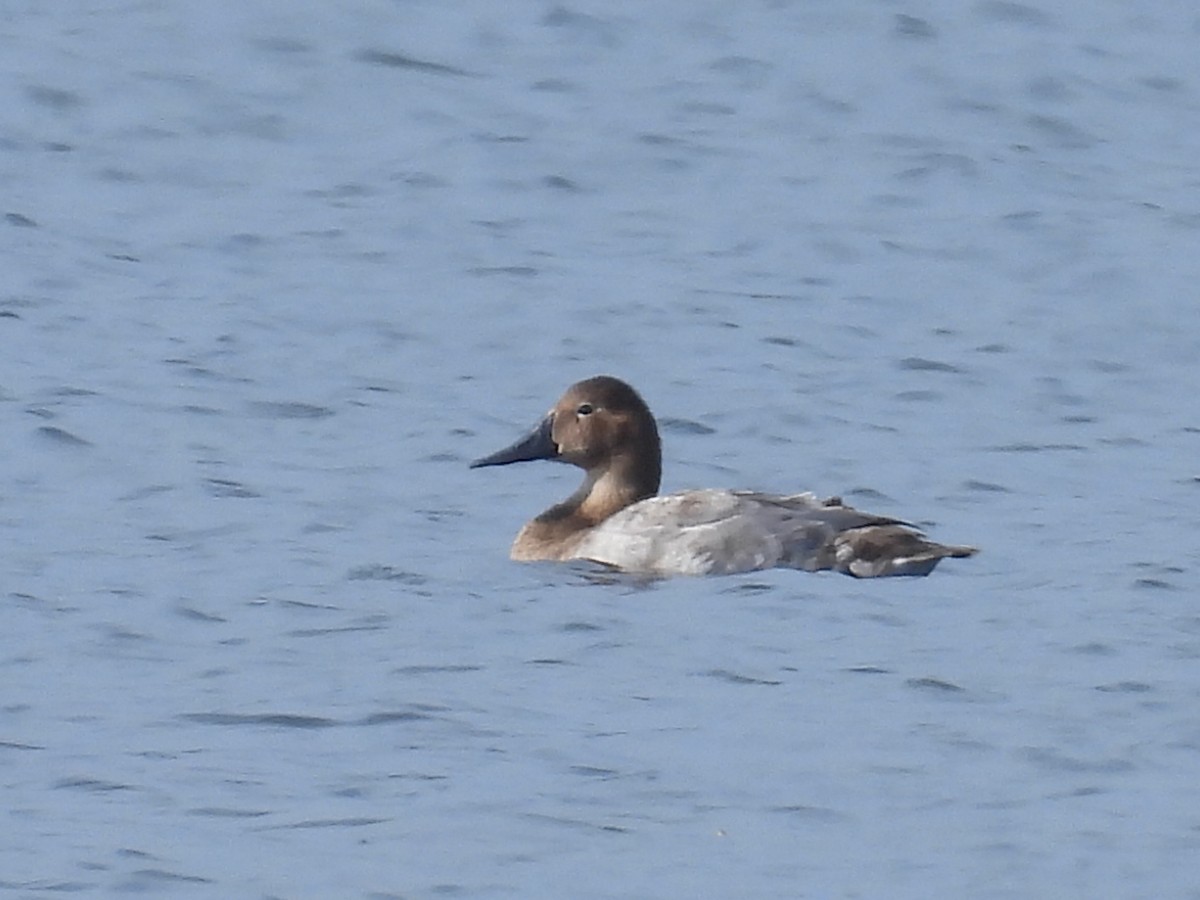 Canvasback - ML624055087