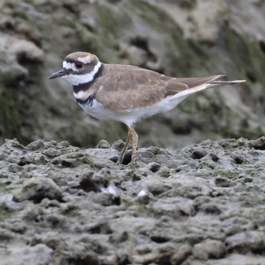 Killdeer - ML624055088