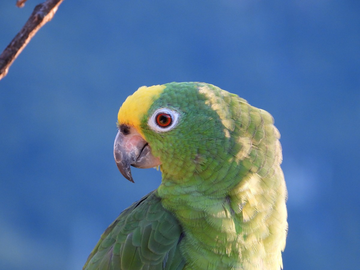 Yellow-crowned Parrot - ML624055110