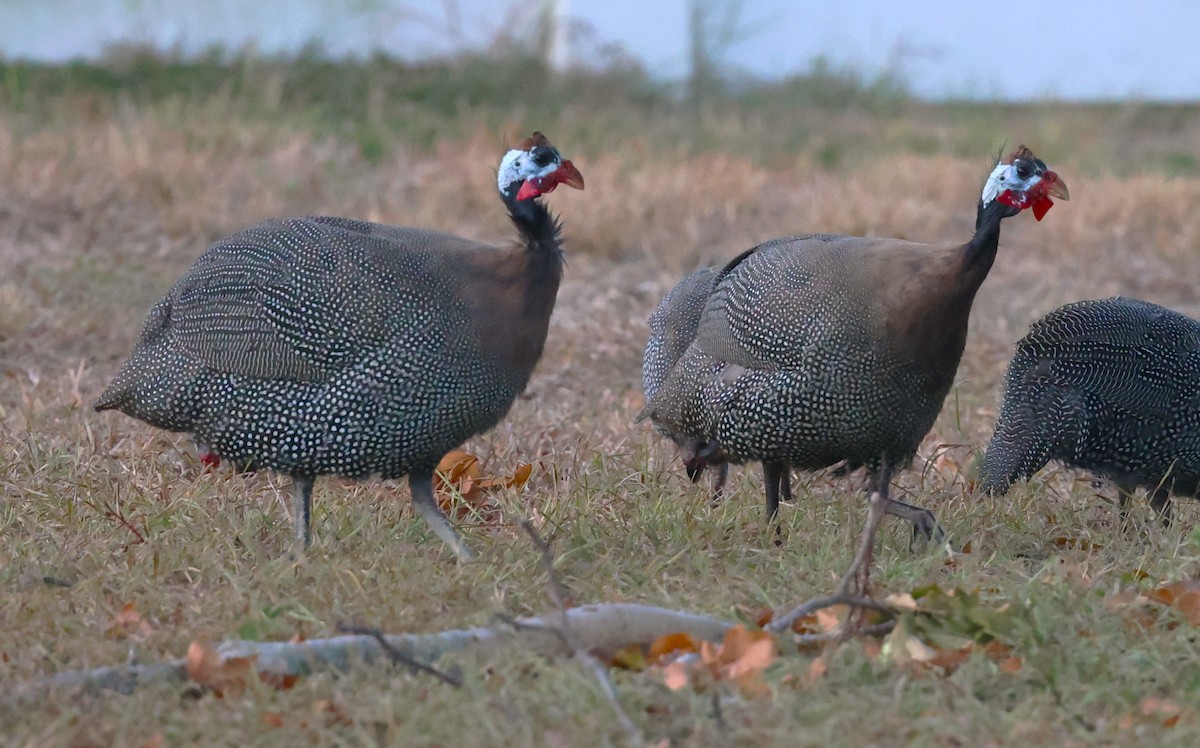 Helmeted Guineafowl - ML624055113