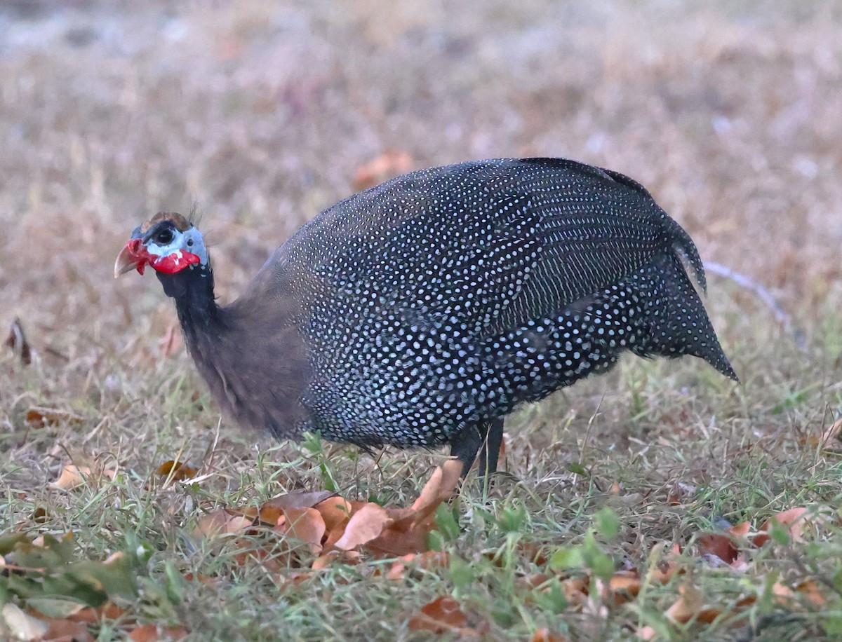 Helmeted Guineafowl - ML624055114