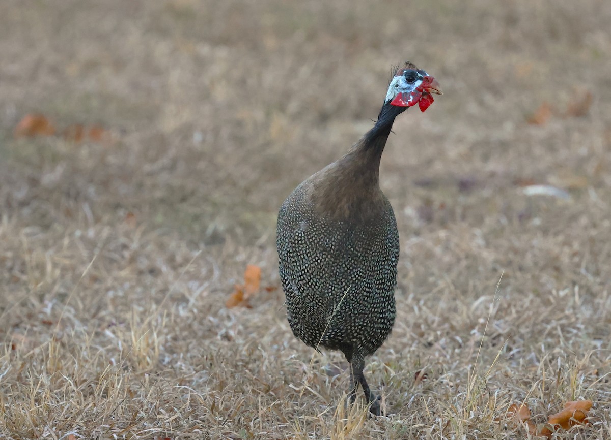 Helmeted Guineafowl - ML624055115