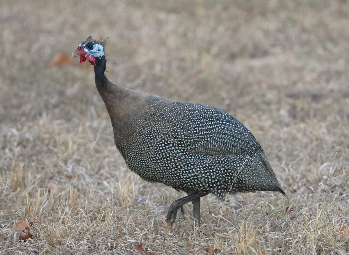 Helmeted Guineafowl - ML624055116