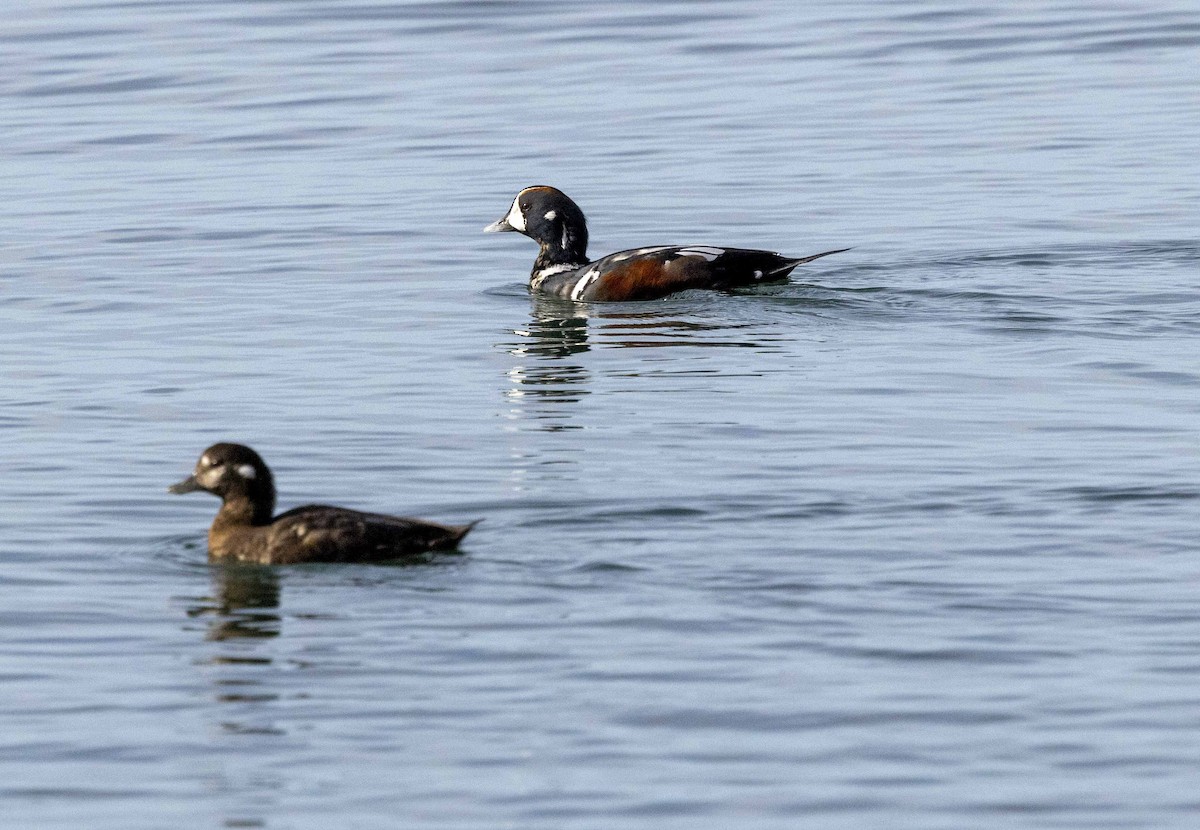 Harlequin Duck - ML624055125