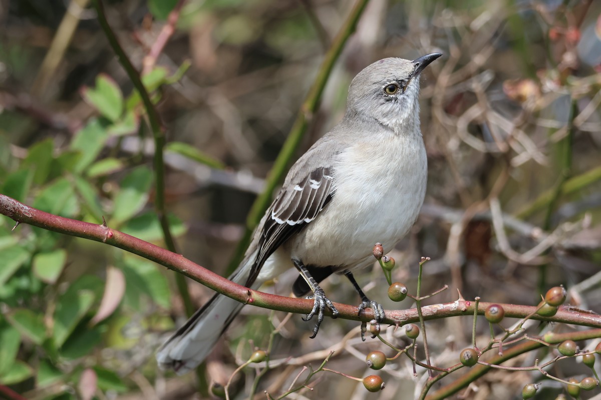 Northern Mockingbird - ML624055128