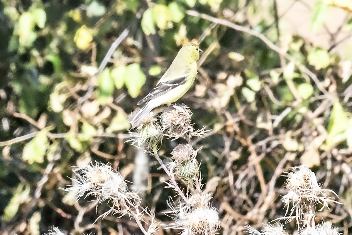 American Goldfinch - ML624055132