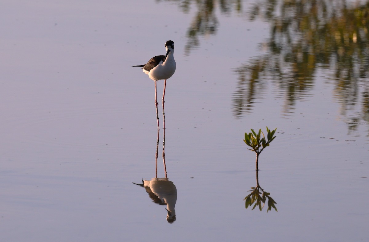 Black-necked Stilt - ML624055135