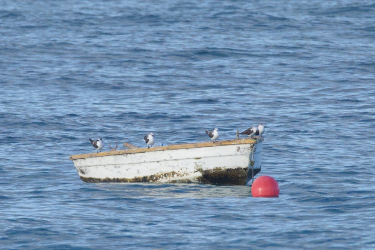 Bridled Tern - Michael St John